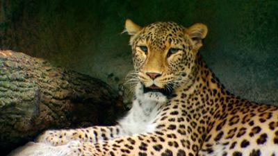 WILDER WILDER WESTEN: Folge 1: Ein Leopardenkater muss unters Messer