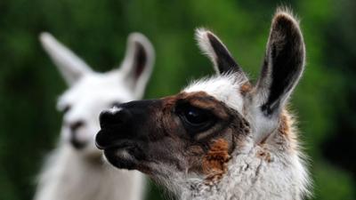 Zoobabies: (34 / Kurzfassung)