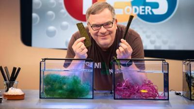 1, 2 oder 3: Alleskönner Algen