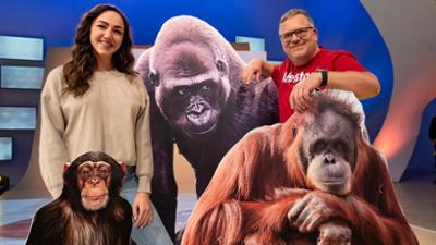 1, 2 oder 3: affenstark