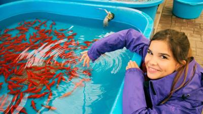 Anna, Paula, Pia und die wilden Tiere: Goldfisch