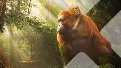 Asien: Staffel 1, Folge 4: Wilder Dschungel