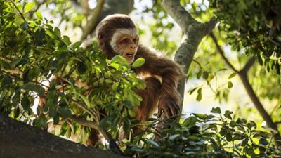 Die ersten Menschen: Staffel 2017, Folge 1: Vom Wald in die Savanne