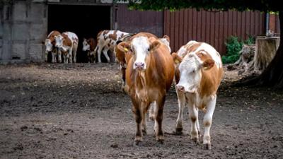Die Geschichte der Landwirtschaft: Staffel 1, Folge 1: Von der Weide auf den Teller