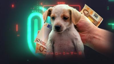 Die Spur - die Einzeldokus: Staffel 2025, Folge 17: Fake Rescues: Das Geschäft mit dem Tierleid
