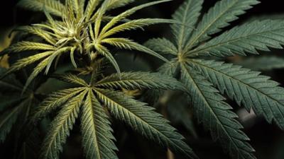 Drogen - Eine Weltgeschichte: Staffel 1, Folge 1: Zwischen Rausch und Nahrung