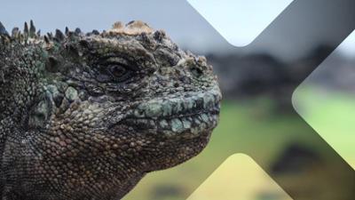 Faszination Erde: Staffel 22, Folge 2: Faszination Erde: Galapagos - Inseln der Freaks