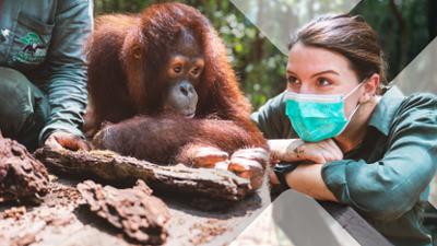 Faszination Erde: Staffel 22, Folge 15: Borneo - Zurück in die Wildnis