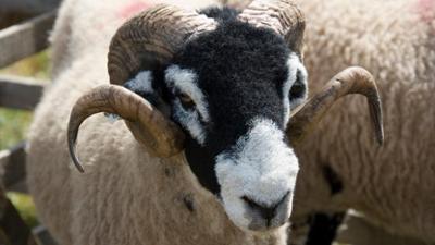 Großbritannien - Im Rhythmus der Natur: Staffel 1, Folge 2: Die North York Moors