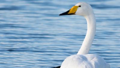 Großbritannien - Im Rhythmus der Natur: Staffel 1, Folge 1: Die Fens