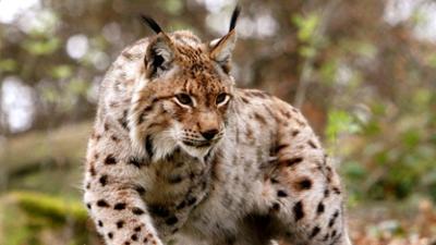 Löwenzähnchen: Luchs