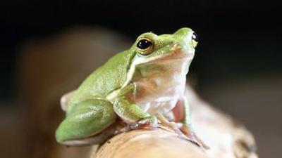 Löwenzähnchen: Frosch