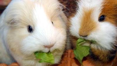 Löwenzähnchen: Meerschweinchen