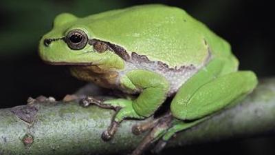 Löwenzähnchen: Frosch