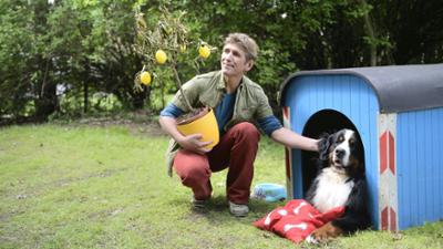 Löwenzahn: Pflanzen