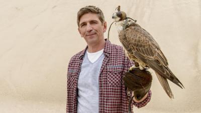 Löwenzahn: Falke Löwenzahn: Falke