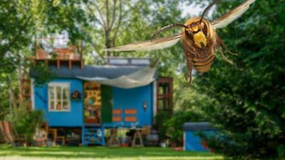 Löwenzahn mit Fritz Fuchs: Hornissen - Schwarmalarm in Bärstadt