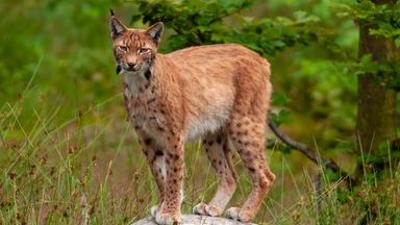 nano: Vom Wirtschaftswald zum Urwald