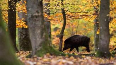 NANO: Unser Wald hat einen unschätzbaren Wert