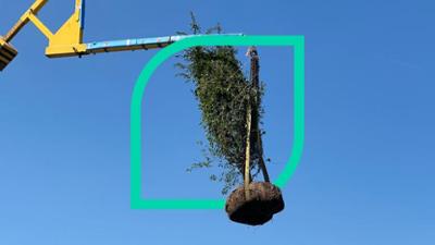 plan b: Staffel 2025, Folge 2: Jeder Baum zählt