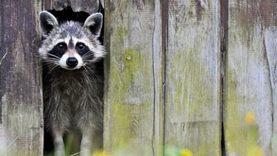 PUR+: Wilde Tiere in der Stadt