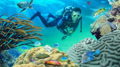 PUR+: Staffel 2023, Folge 14: Korallen retten – jetzt!