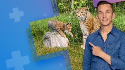 PUR+: Staffel 2026, Folge 15: Mission Luchs - zurück in die Wildnis