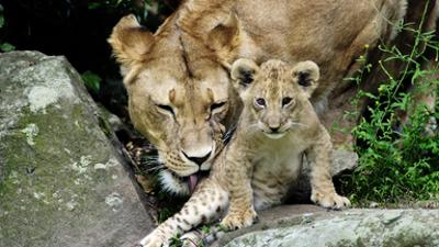 PUR+: Nachwuchs im Zoo