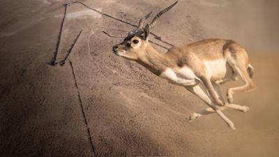 Rätselhafte Wüstendrachen: Staffel 1, Folge 2: Entdeckung einer frühen Kultur