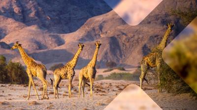 Säugetiere: Staffel 1, Folge 2: Säugetiere in der Hitze