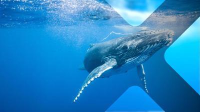 Säugetiere: Staffel 1, Folge 4: Säugetiere im Wasser