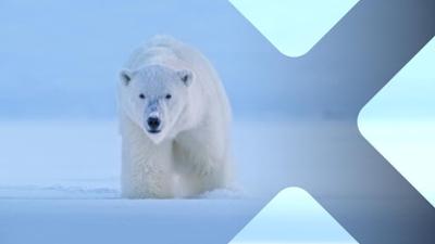 Säugetiere: Staffel 1, Folge 1: Säugetiere in der Kälte