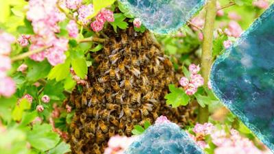 Schlaue Schwärme: Staffel 1, Folge 1: Geheimnisvolle Sprachen