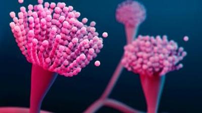 scobel: Pilze: Die biologische Wunderwaffe