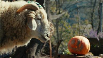 Sheep: Luftpumpe