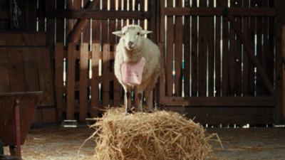 Sheep: Eine unbequeme Wahrheit