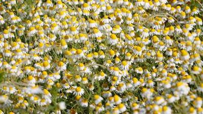 sonntags: Heilen mit Pflanzen