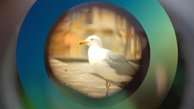 Stadtvögel – Nervensägen oder gute Nachbarn?: Staffel 1, Folge 4: Möwen – die frechen Diebe der Lüfte