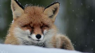 Sternstunden der Evolution: Staffel 2016, Folge 3: Die großen Rätsel