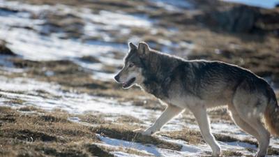 Terra X: Die Odyssee der einsamen Wölfe (1/2)