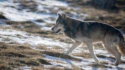 Terra X: Die Odyssee der einsamen Wölfe (1/2)
