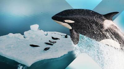 Terra X - die Einzeldokus: Staffel 2025, Folge 6: Orcas der Antarktis - Jägerinnen im Eis