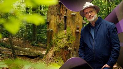 Terra X Harald Lesch: Staffel 2026, Folge 8: Der Wald - Wunderwelt im Wandel