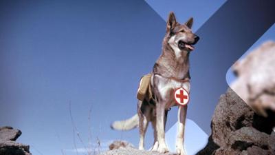 Terra X History: Staffel 2025, Folge 44: Tiere im Krieg – Begleiter und Beschützer