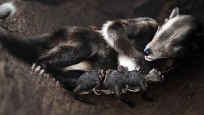 Verborgene Welten: Staffel 1, Folge 3: Erben der Dinosaurier