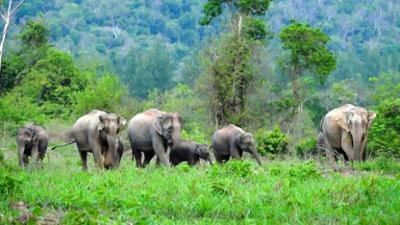 Wildes Thailand: Die Jagd Wildes Thailand: Die Jagd