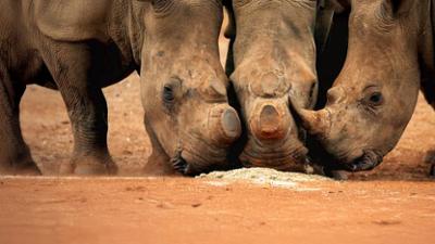 Wildlife Crime – Milliardengeschäft Tierhandel: Staffel 1, Folge 1: Illegale Nashornjagd – Netzwerke und Profite