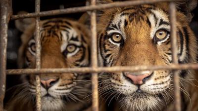 Wildlife Crime – Milliardengeschäft Tierhandel: Staffel 1, Folge 2: Die geheime Tiger-Mafia