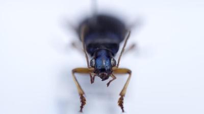 Wunder der Wissenschaft: Staffel 1, Folge 13: Riesenwelle und optische Täuschung