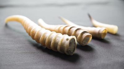 Wunder der Wissenschaft: Staffel 1, Folge 8: Bizarre Wolkenlöcher und Killermäuse Wunder der Wissenschaft: Staffel 1, Folge 8: Bizarre Wolkenlöcher und Killermäuse